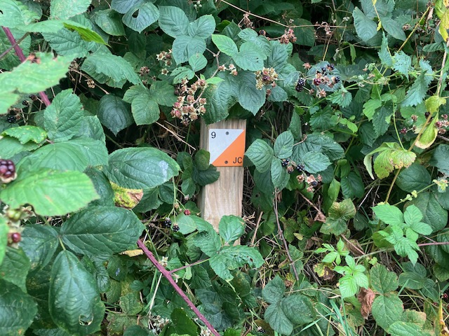 Post_in_Brambles